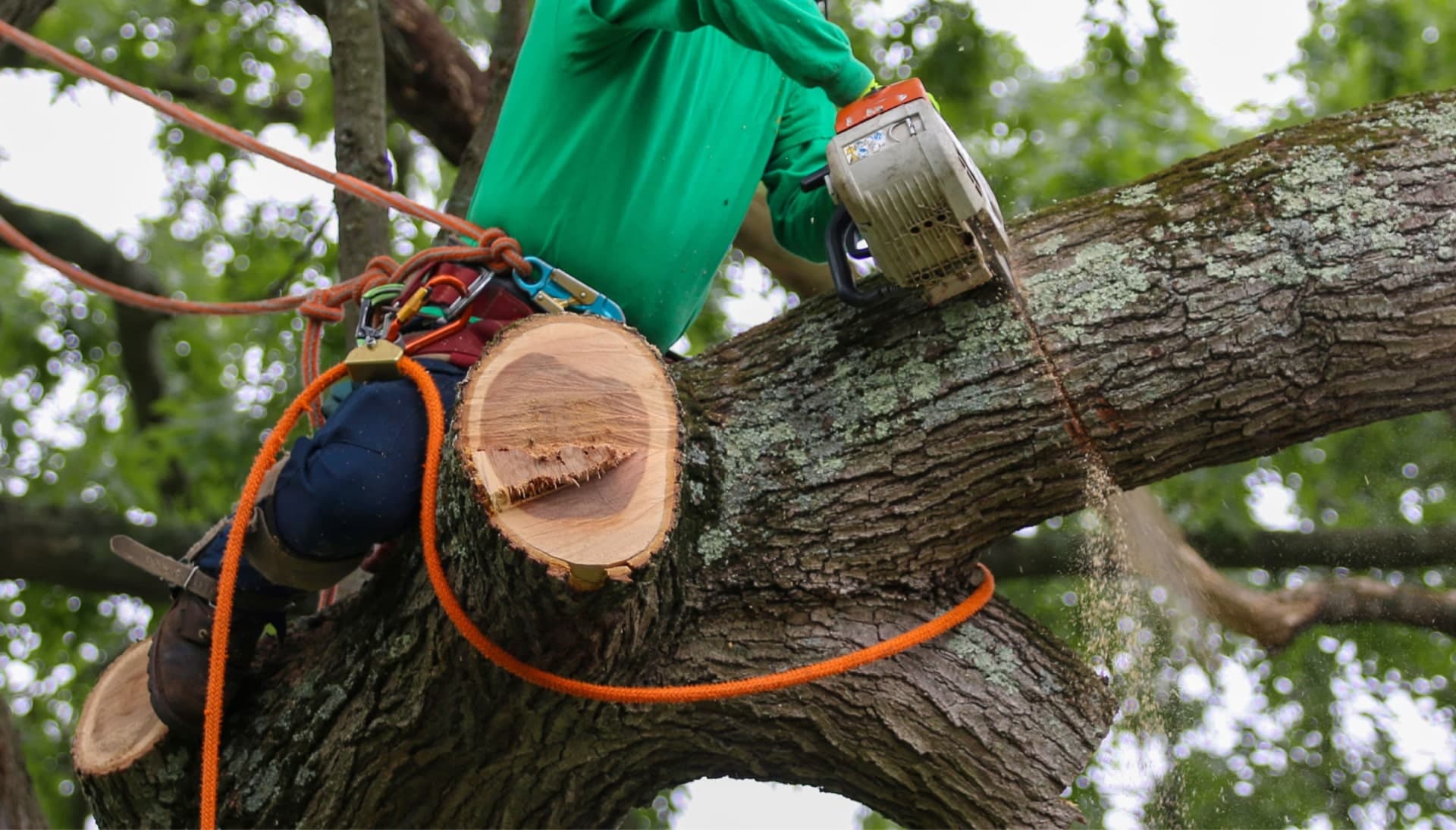 Shed your worries away with best tree removal in Pittsburgh