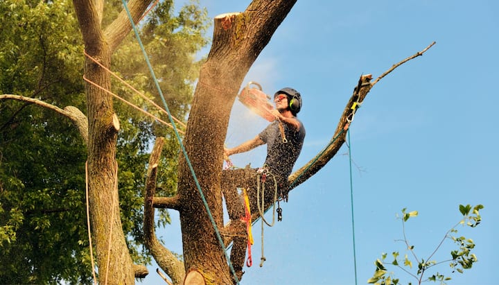 Get rid of tree problems with the expert tree removal contractors in Pittsburgh