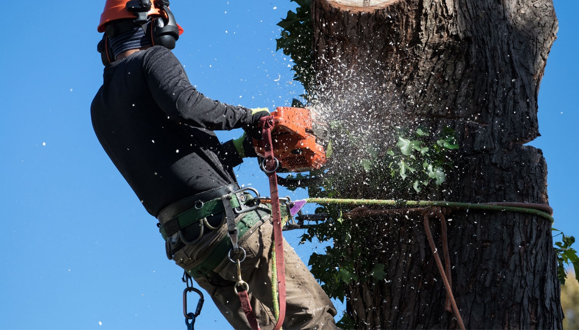 Professional Tree removal solutions in Pittsburgh